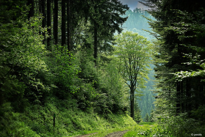 Natur barrierefrei erleben Projekt WEGBAR der FH Münster will Natur barrierefrei erlebbar machen (Bild: Pexels).