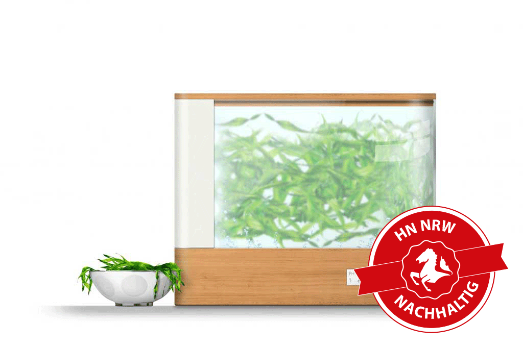 Ein Aquarium mit Algen gefüllt