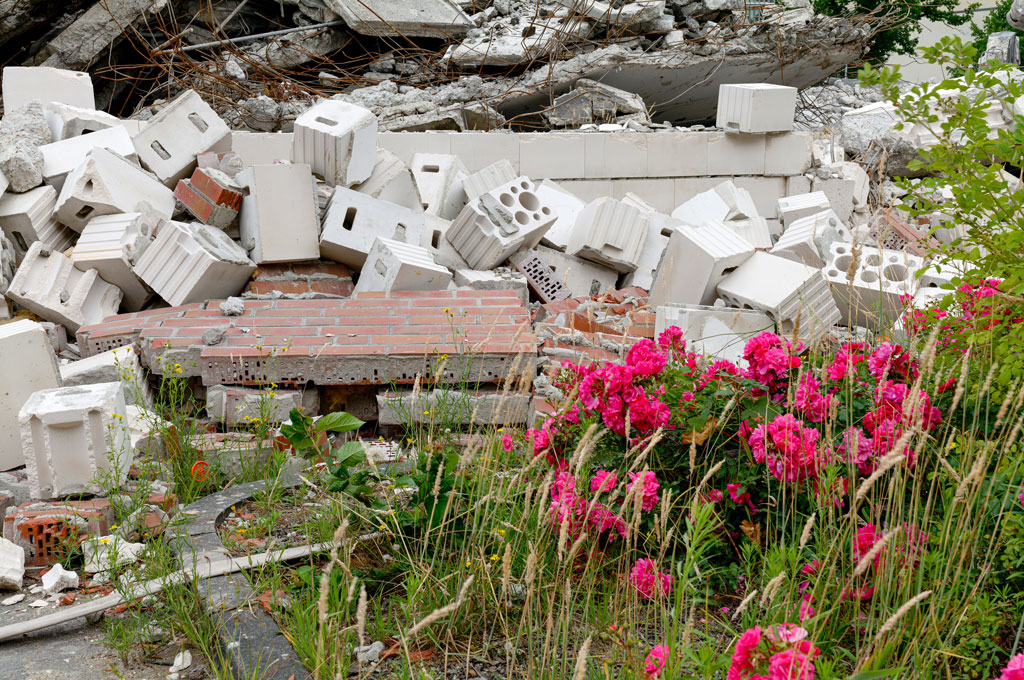 Blumen vor dem Schutt eines zerstörten Gebäudes
